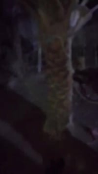 امهات حمالت • بلاش • خضراوي