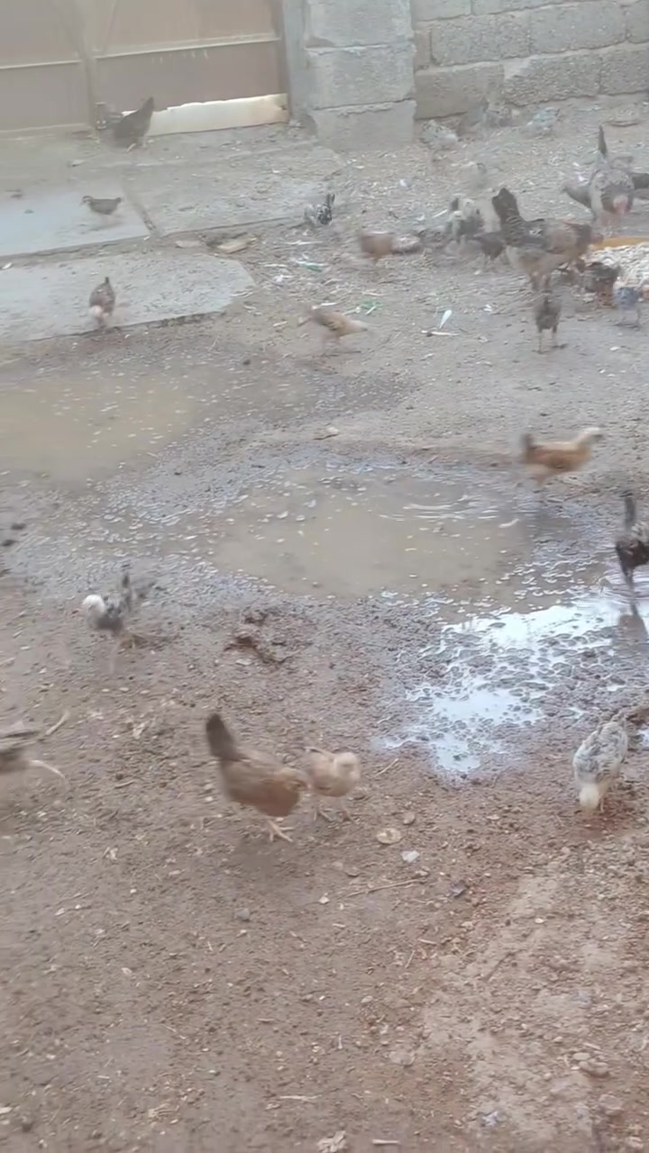 اللهم صلي على محمد واله محمد متاح افراخ كويتي خبط عمر شهرين ونص دندراوي فري وكحلي ومطوك وشمسي سعر تك ب٤ الف كميه بيه مجال انشالله دجاج كله مفسر دجاجه والديج دجاج صحه ونشاط وخير من الله ماخذ جميع كورس لقاحات والفيتامينات مكاني بلد صلاح الدين للاتصال ***********
