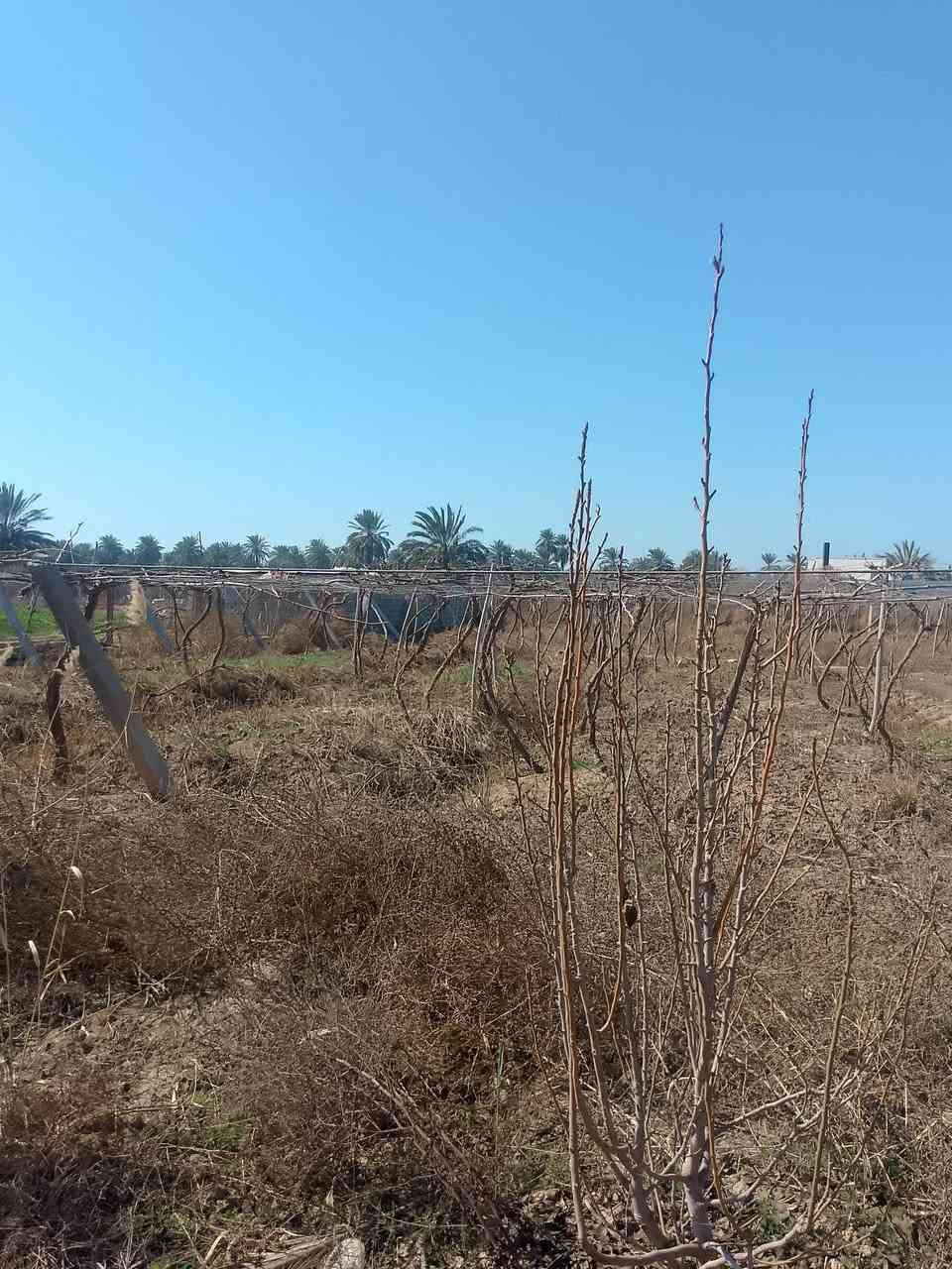 بستان للبيع المساحه دونم ونص المواقع بين مدخل 1-2 اتصال ع الرقم *********** ***********
