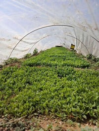 فلفل • بونازا • الحويجة