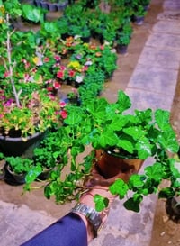 هايدرا • متسلق • مناسب للظل