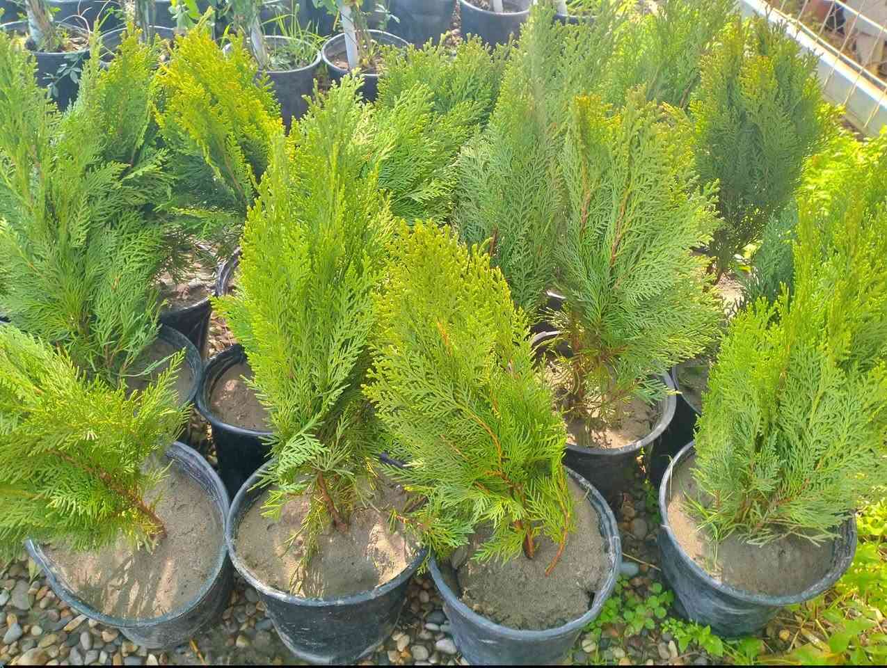 وجبه جديده وصلت من النباتات الخارجيه الجميله 
لطلب والاستفسار مراسلة الصفحه يوجود خدمة توصيل خانقين جلولاء سعديه


**إذا كنت صاحب هذا الإعلان وتريد حذفه لأي سبب، رجاءا أرسل رسالة إلى الدعم الفني**