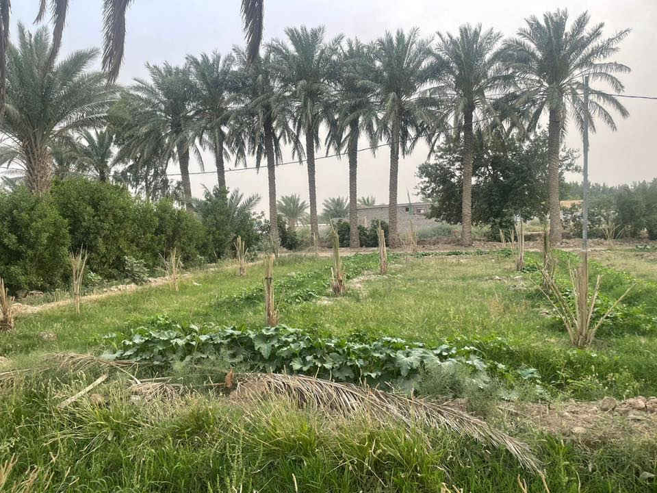 السلام عليكم  شاطيه شاطيه ارض زراعيه مساحه 40 دونم عقد 117 بسمي بيه بيت صب مسلح وبيه مشتمل مضخه ماء على  كافت خدمات واسط بنعمانيه سعر الدونم 18 قابل التفاوض ***********
