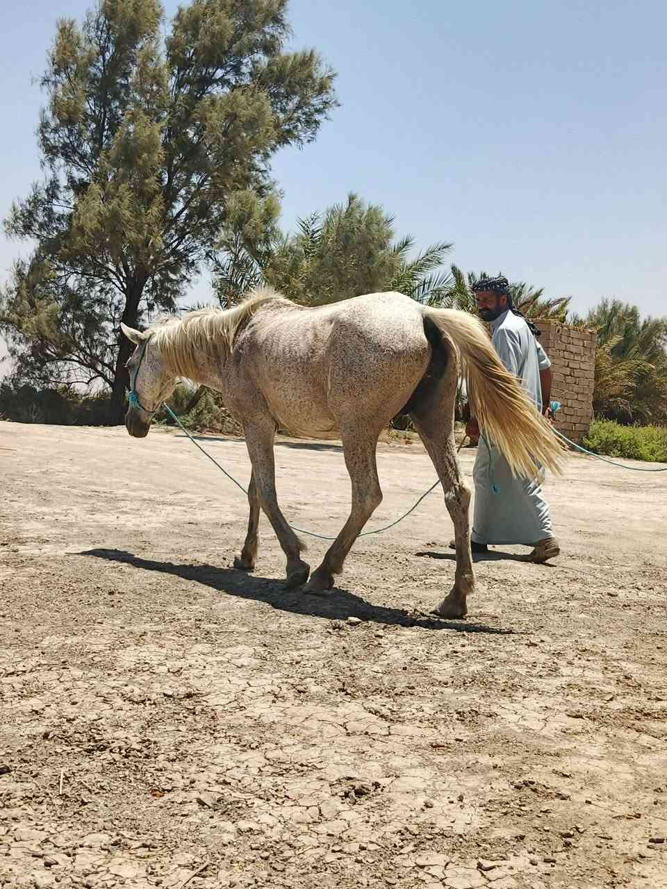 السلام عليكم خيل لبيع مناسبات مكان ناصريه ***********
