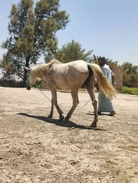 خيل • مناسبات • ناصريه