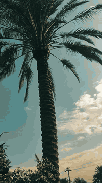 سلام عليكم يوجد كادر تنضيف النخيل بكل نواعه الاتصال ولستفسار ***********
