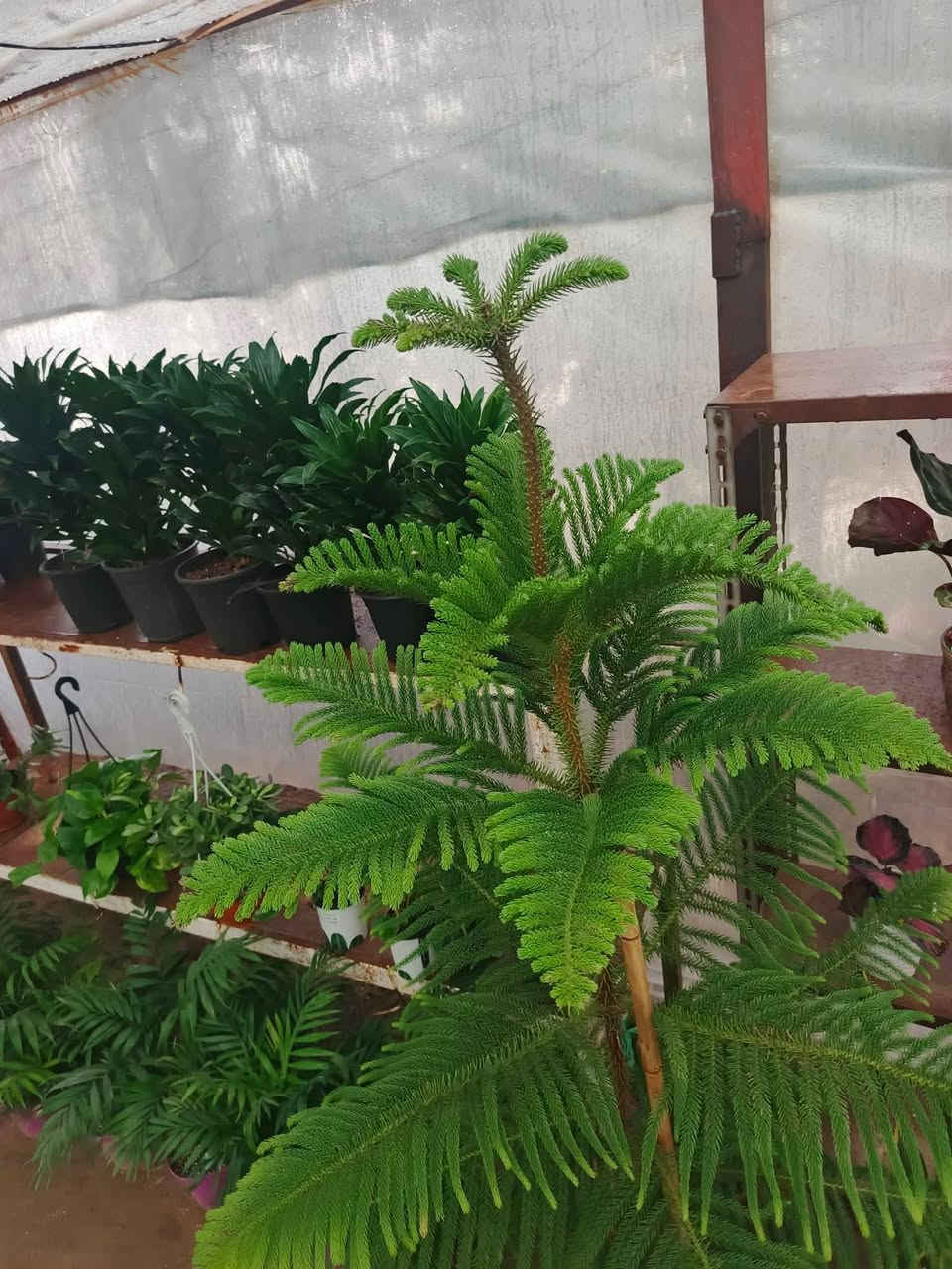 #مشتل_النورين ماركة في الزهور والنباتات🪴🪻🪷🍁

شعارنا الاخلاص في العمل وخبرتنا اكثر من 45 عاما 🌴

الجمال والذوق والمصداقية مع الزبائن هدفنا 💐

لسنا الوحيدون، ولكننا الافضل واول مشتل في الصويرة منذ زمن طويل 

عنواننا:#واسط_الصويرة_شارع_الغطاس_خلف_المجمع_السوري 🪻

أوقات الدوام 
من الساعة 8:00 صباحاً
إلى الساعة 7:00 مساءً 
 كذالك يتوفر توصيل داخل صويره فقط 🚖🚘


**إذا كنت صاحب هذا الإعلان وتريد حذفه لأي سبب، رجاءا أرسل رسالة إلى الدعم الفني**