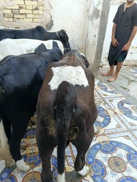 عجول البيع عدد 3 سمان سعر الواحد مليون 350 وبيهن مجال مكان عماره على ا...