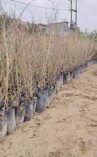 رمان سليمي • اشجار رمان • القائم حصيبة