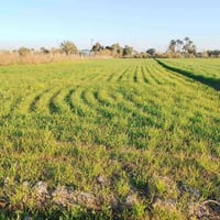 ٥ دوانم • زراعي • طريق السليمان