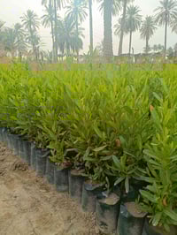 ددونيا جملة 07719490798