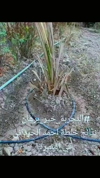 خلطة الحرداني • نتائج • البصرة