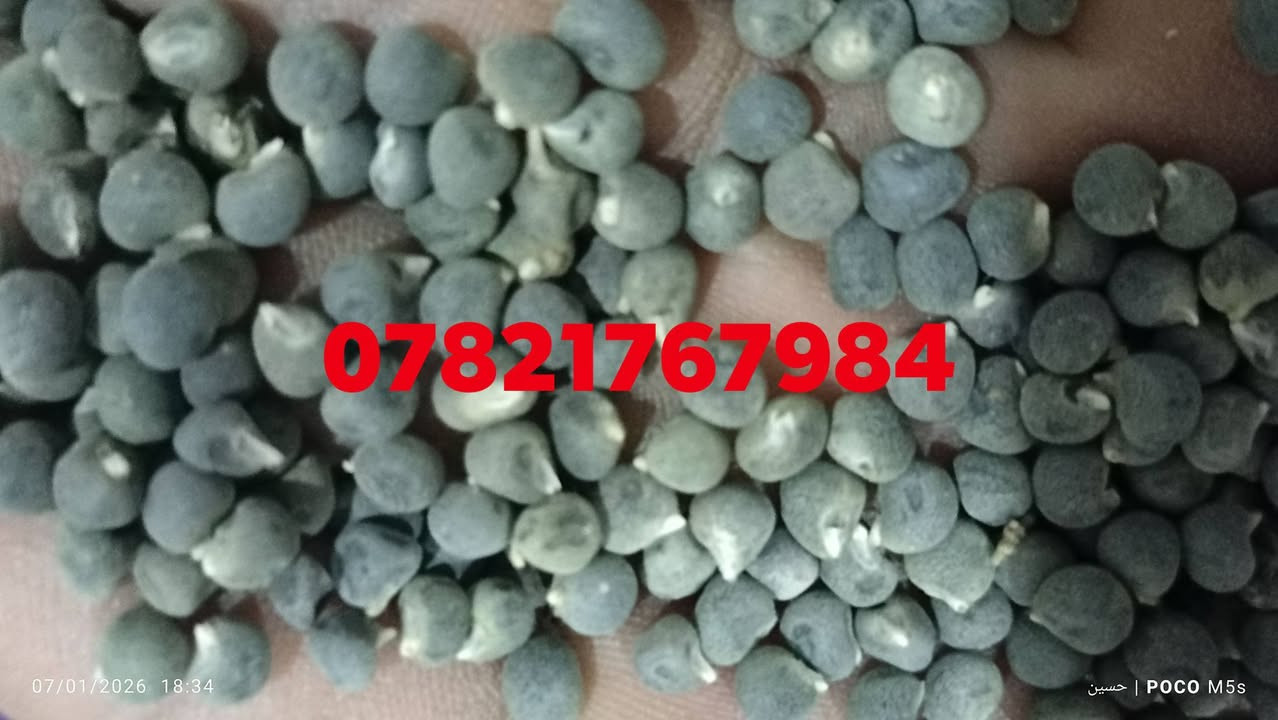 #اللهم_صلّ_على_محمد_وال_محمد

#متوفر_بذور 

#بانية السماوة درجه اولى وتوجد خدمة توصيل لجميع المحافظات العراق للحجز التواصل مع الارقام 👇 

***********
#ويوجد_واتساب 
***********
