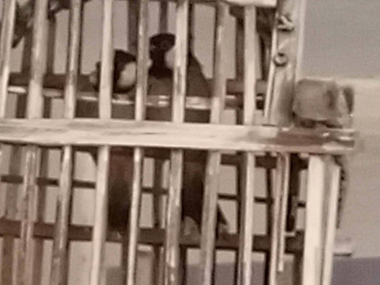 هذا رقمي ***********من رخصت الادمن العنوان بغداد حي العامل تفاصيل داخل الفديو
