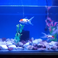 حوض سمك • طقم كامل • قرب عدادية حديثة