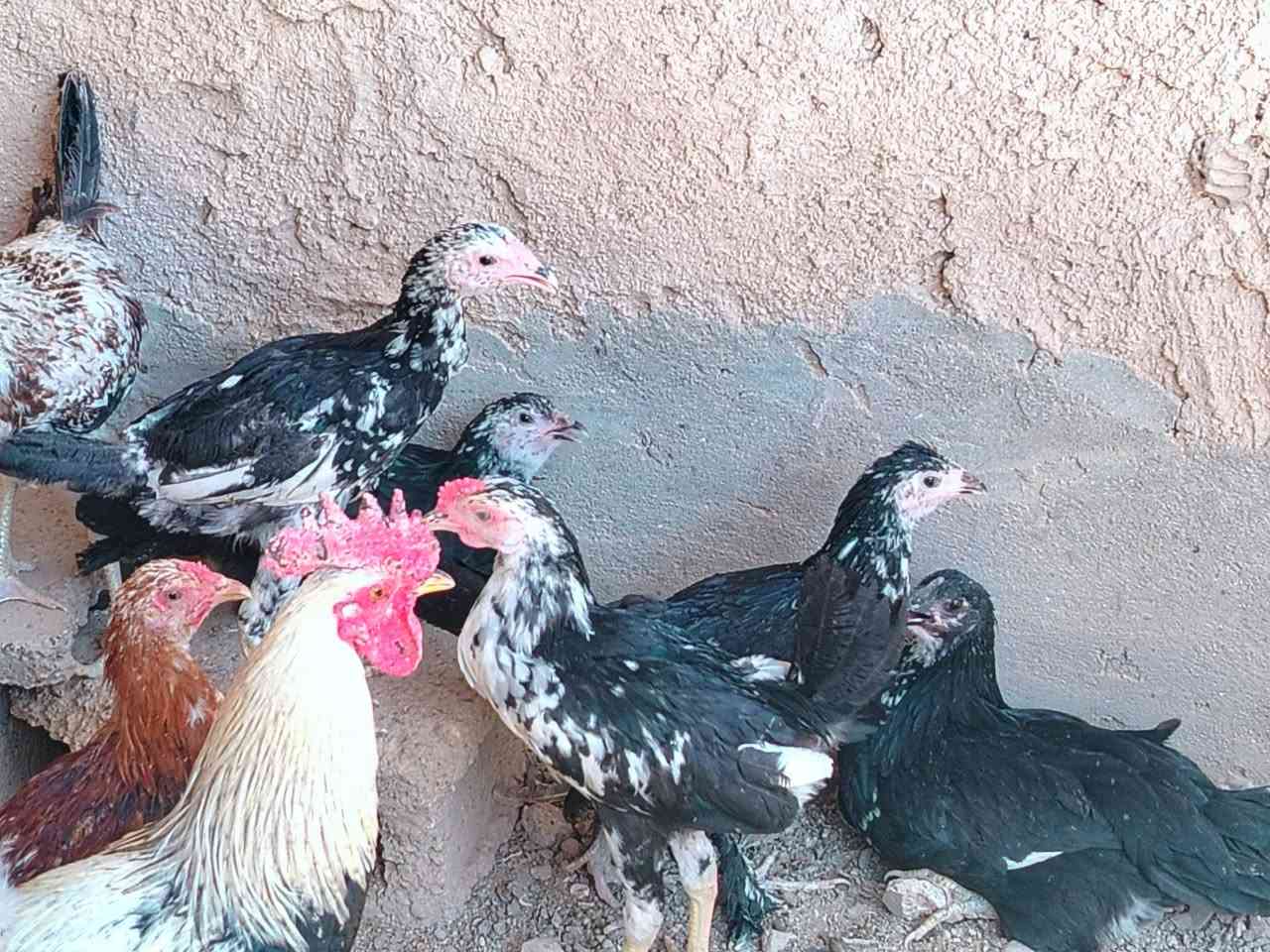 متاح للبيع فراريج  العمر 4 اشهر العدد 20 تك السعر 160 الف وبيها مجال بسيط الشراي يدخل خاص او يتصل على الرقم ***********
*** مكاني حديثة ***
