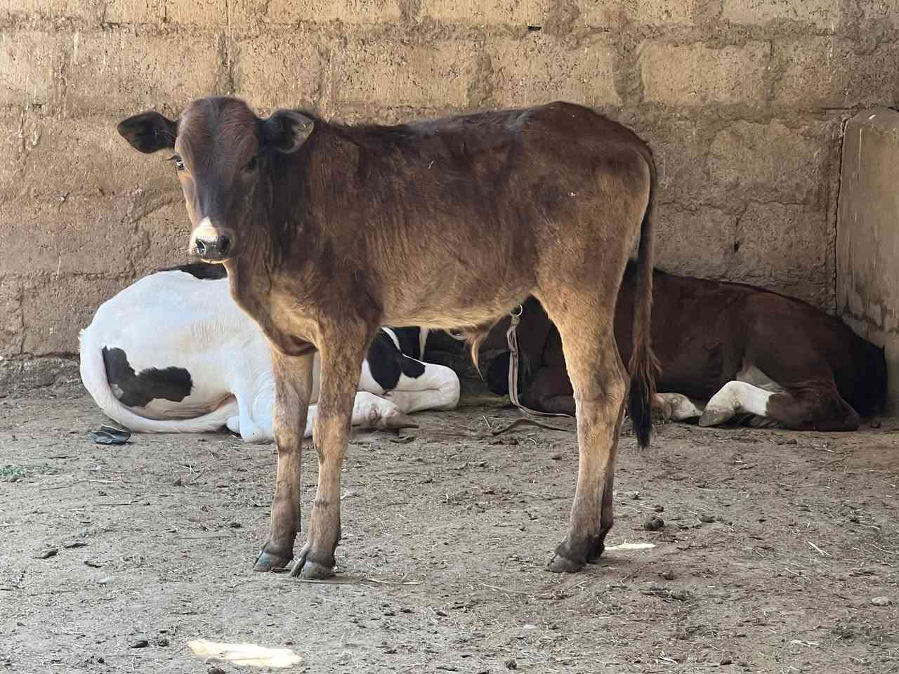 السلام عليكم #حولي بوكاني نضيف مال ربط ويرهم جنيه حولي رقم واحد وسعره مناسب جدا جدا للجنايه مال متعففين بس #900 قفله المكان صلاح الدين الشرقاط الخضرانيه توصيل  موجود حسب الاتفاق 
***********
***********
