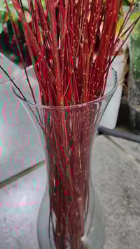 القرانيا • سعر ما يتفوت • حي الصحة كورنيش