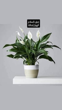 نباتات ظل • مناسبة للبيت • تشكيلة