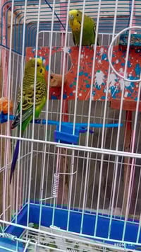 زوج كناري • مع قفص • صوب ابن رجاب