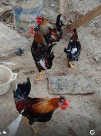 ٤ ديوجه • كويتي • قضاء المدينه