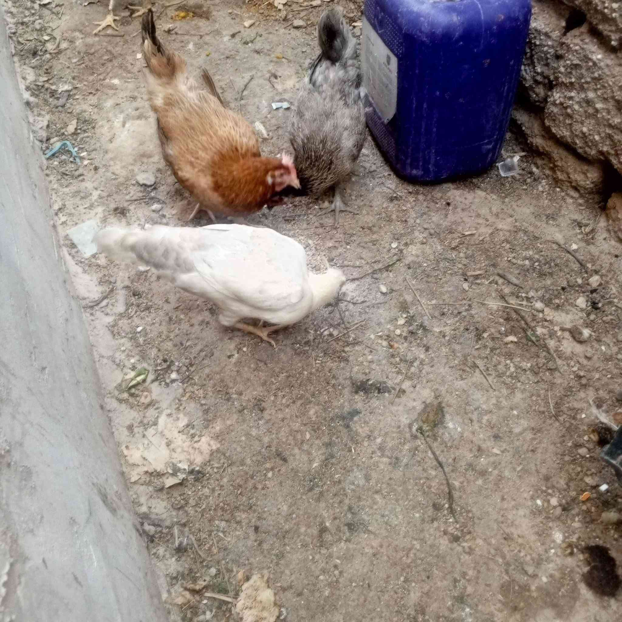 4 دجاجات بياضات السعر ب 60


**إذا كنت صاحب هذا الإعلان وتريد حذفه لأي سبب، رجاءا أرسل رسالة إلى الدعم الفني**