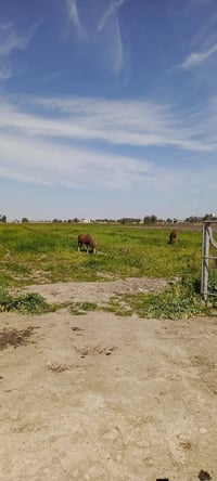 دونم زراعي • طابو زراعي • الشيخ عامر بلعيساويه