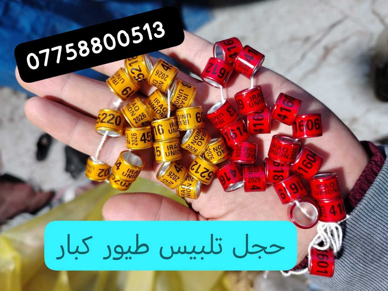 تريد تميز طيورك #اخوان #وصلت وجبه جديده 2026 2027 حجول رابطه الزواجل اجنبيه #درجه اولئ حجول ميز طيورك #السعوديه والعراق #تلبيس للكبار وصغار هم موجود  والكويت والماني بلجيكا هولندا توصيل موجود لكافه محافظات 🚗🚕 للحجز واتساب او اتصالل

***********
