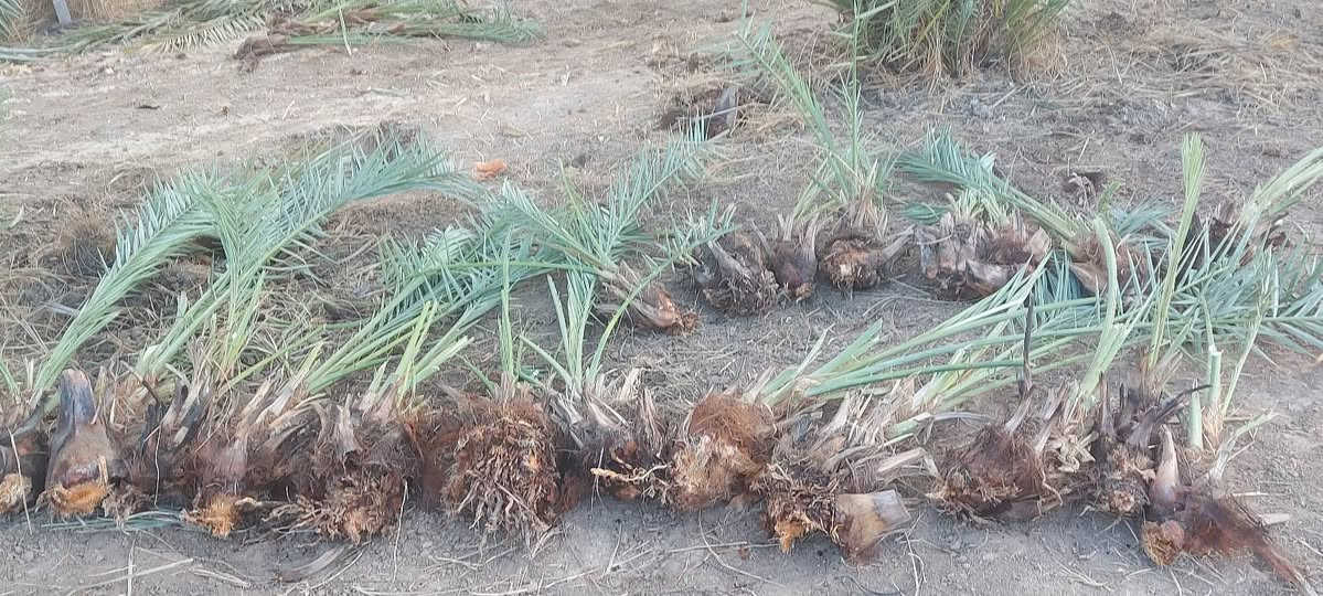 فسائل شويثي اصفر درجه اولى خشنات سعر الفسيله٧ مشلوعات اليوم  
للإستفسار الاتصال ***********
غير متواجد على نت
