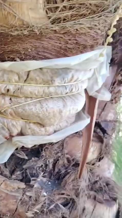 من بعد اذن الادمن
السلام عليكم ورحمة الله وبركاته
يتوفر فسائل شويثي اصفر ب٦ مع القلع أحجام وسط
ويتوفر فسائل شكر وخضراوي وزهدي وديري ب٤ مع القلع
ويتوفر فسائل بلكات مجذر وقلع
ويتوفر فسائل عمراني
اليريد يجي خاص اويتصل ***********
ويتوفر توصيل لكافه محافظات العراق
ونتعهد بالصنف لحين الاثمار
ويتوفر وصل ضمان بالصنف تضمن بيه حقك
ويتوفر كادر لزراعة الفسائل
