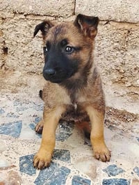 له محبين جراء مالينو العدد 2,اناث عرض خاص التك 100الف دينار مكاني بغدا...