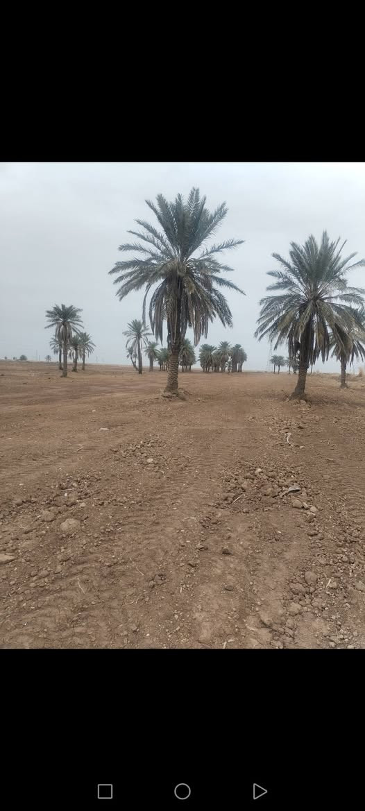 السلام عليكم 
توجد ١٠ دوانم طابو زراعي سند ٢٥
كوت طريق العام  بغداد قرب مركز شرطة السلام
وجه الكاع ٧٥ متر والطول ٤٥٠ متر متوفر جميع الخدمات للاستفسار الاتصال على الرقم ***********
***********
