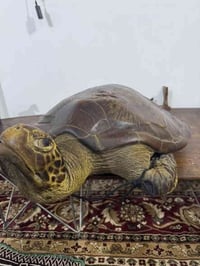 سلحفاة محنطة للبيع  شغل قديم ونظيف  تواصل 07802001155