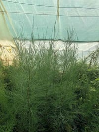 مشتل زيد للتواصل 07868035271 گازولينا (اثل)شجر زينه جميل جداً 1500 اكا...