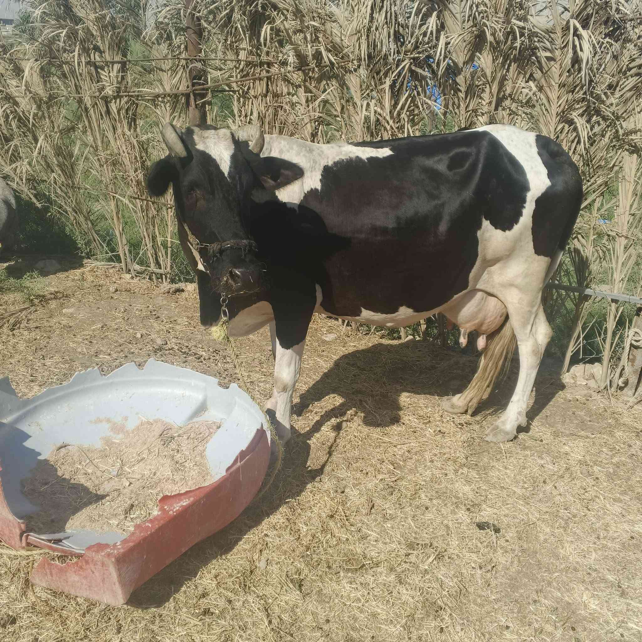 السلام عليكم هايشه البيع افريزي اصل ماخذ عليهاا فوك 8تشهر السعر 2500 وبيهاا مجال ‏‪***********‬‏ مكاني النجف
