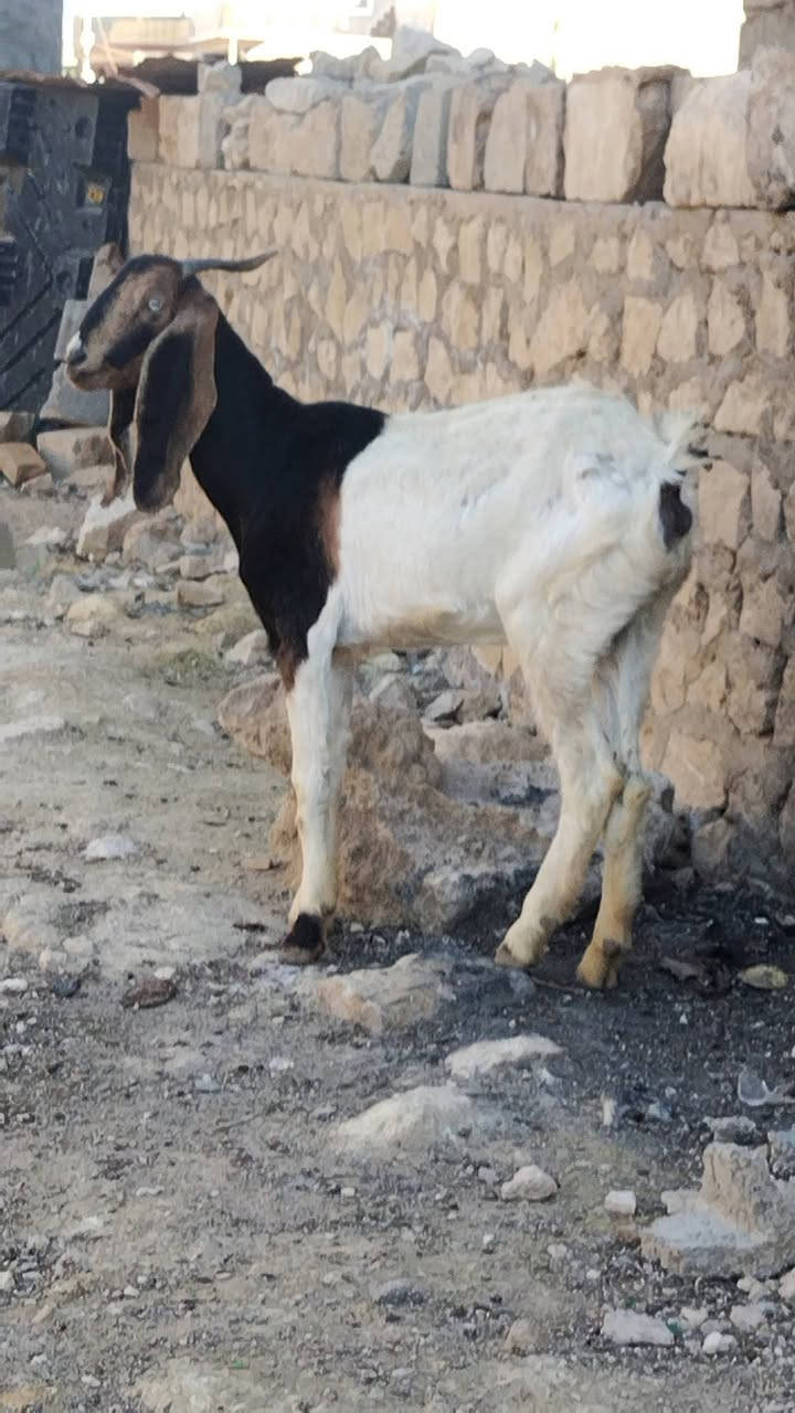 صخله افغانيه حلوه وخشنه شرط
مكانها بحديثه ويوجد توصيل حسب الاتفاق 
مكفوله ونضيفه سن وشطر وفول نصاح 
اي عيب مرجوعه 
رقمي وبي واتساب ***********
