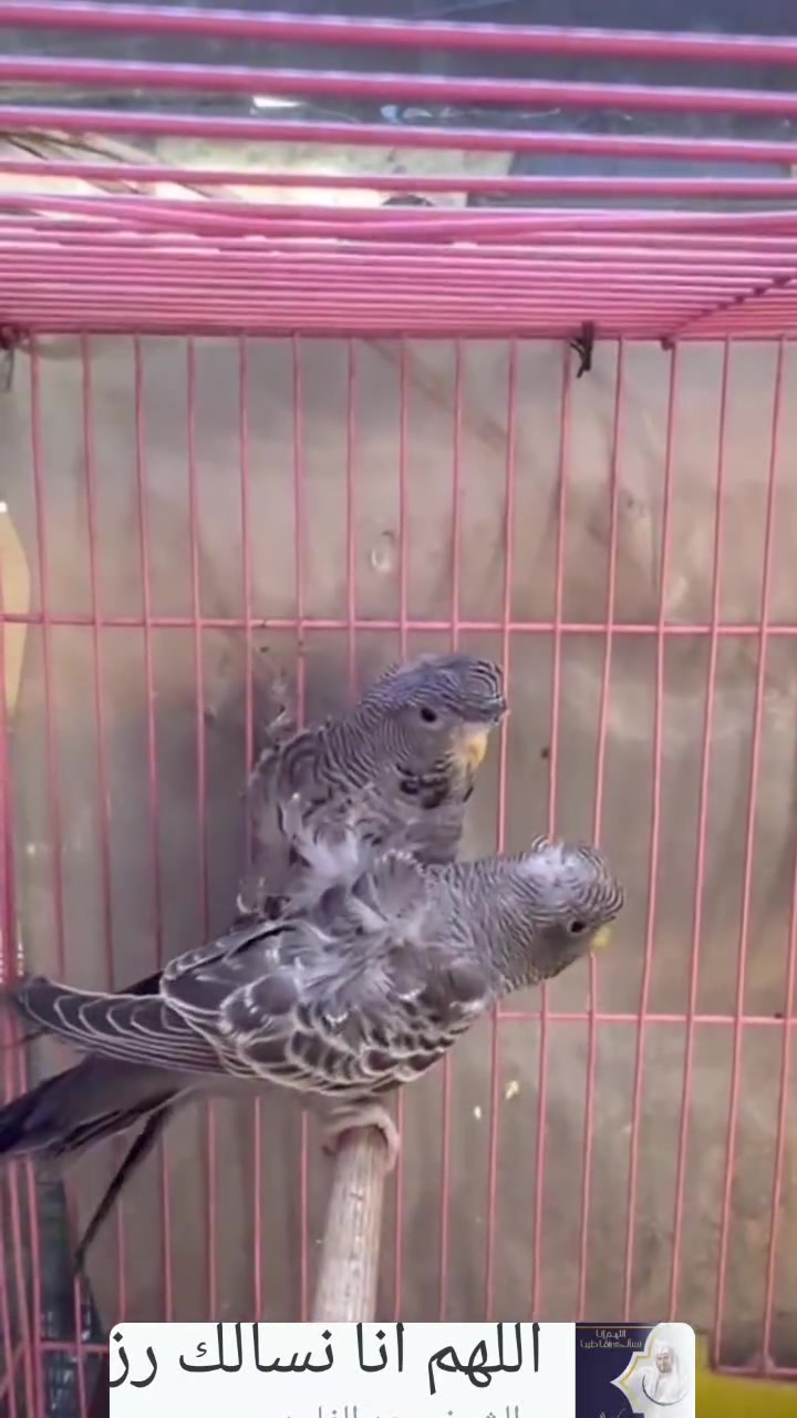 متاح بلاك فيس رمادي هاجرمو فول وردات طيور انتاجي اول جوزيه
مكاني بغداد سعر الخاص او واتساب ***********
