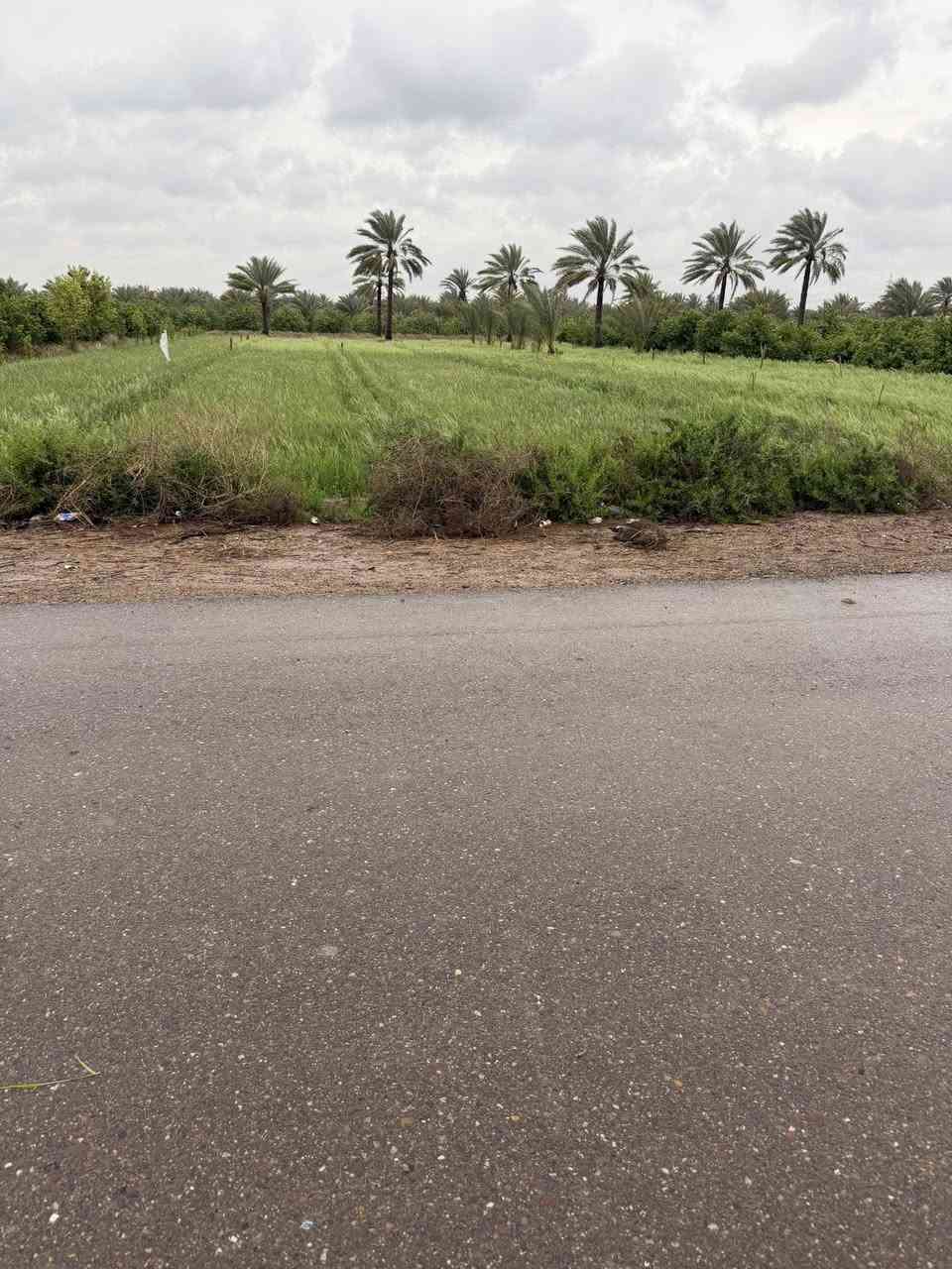 السلام عليكم بغداد الراشدية ثلاث3 دوانم  السعر الدونم واحد سعرها75بية مجال
واجها50النزال150

سند25طابو 

سندد25 افتح بيان واحول ابسمك 

ماي ساله ماي سكي واكهرباء 

الارض ع تبليط 

الاستفسار ***********

— في ‏بساتين الراشديه‏.
