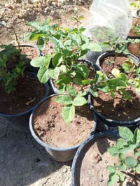 شتلات ورد جوري • توصيل مجاني • بلدروز