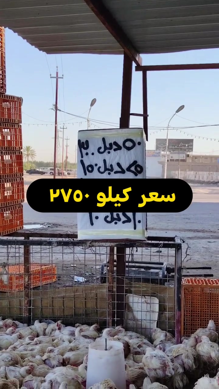 50دجاجة دبل ب 300 __ الف
25دجاجة دبل ب 150__ الف
سعر كيلو 2750
 
10 دجاجات خشن 55

 مشاركه وتعليق 
10دجاجات خشن اب ٥٥
١٠ دجاجات خشن اب ٦٠
١٠ دبل ٦٥
مستعدون لتجهيز كافه المناسبات والمطاعم باسعار مناسبة وتوجد عروض خاص للمناسبات *********** ***********
#بغداد #اليوسفية
#المحموديه_مدينتي
#لسناالوحيدون ولكننا الأفضل
