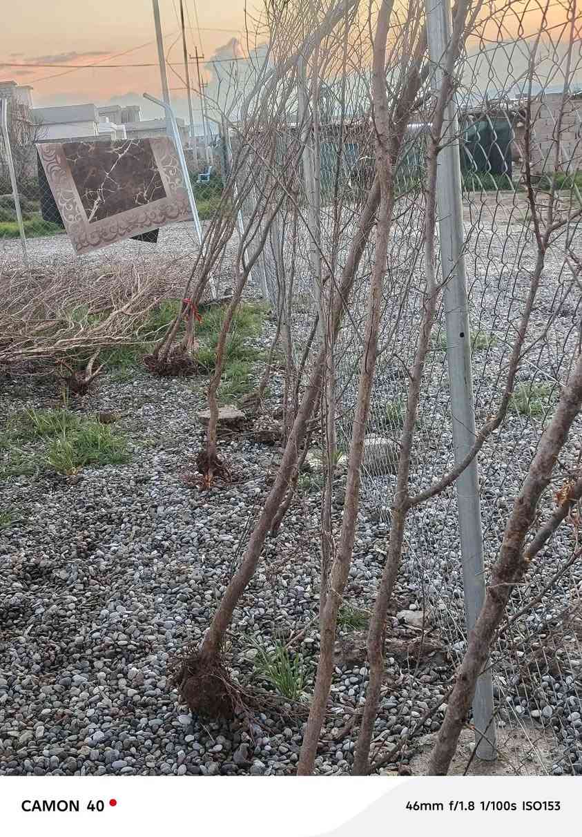 يوجد أشجار مشمش مطعم من ارقئ نوعيات المشمش للبيع المكان قرية الذيبانية مقابيل الحقل بداية القرية /‏‪***********‬‏متواجد ليل ونهار/وألاسعار مناسبة جدآ لحك قبل لايخلص
