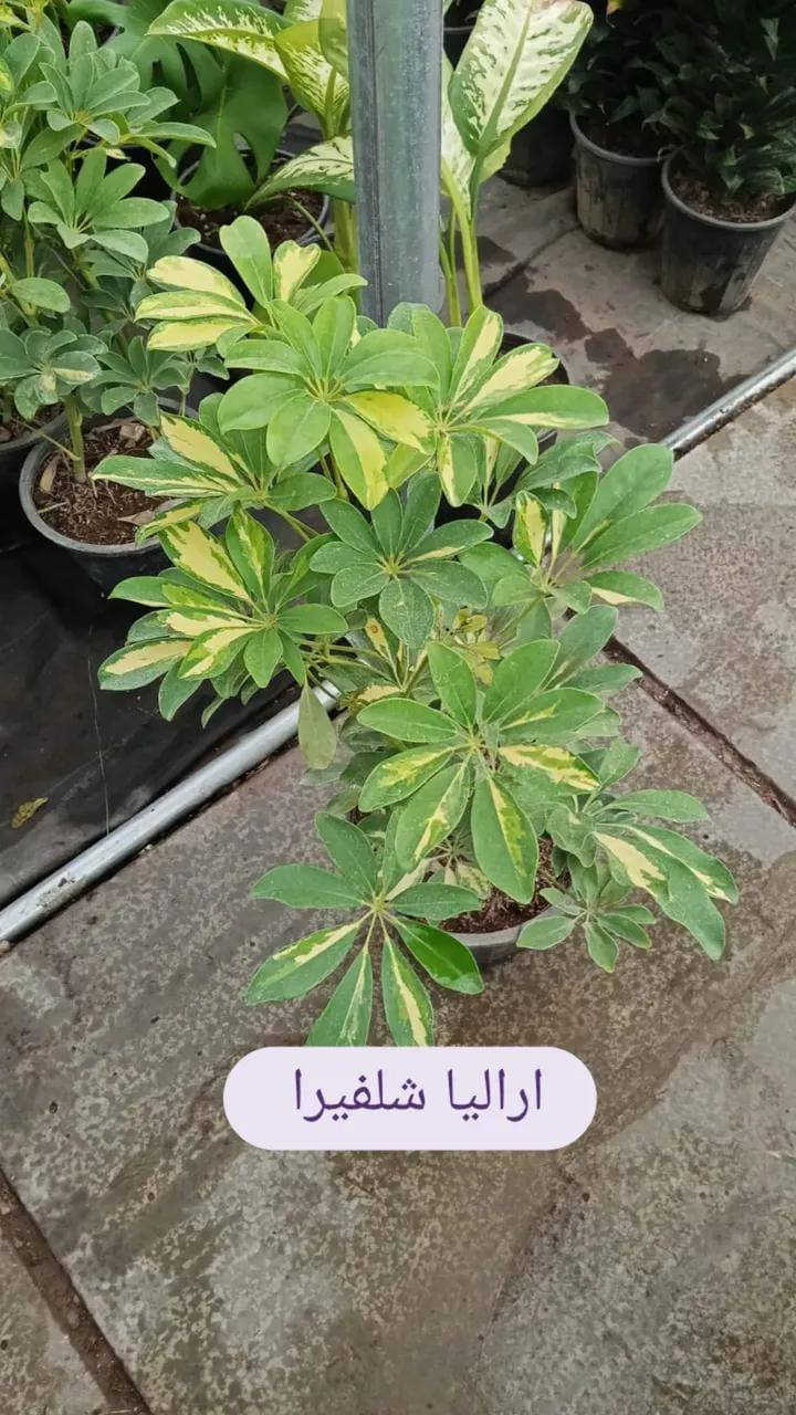 ياالله ...
#معرض_زهره_الگاردينيا 🌿💚

"🌿💚 نباتات ظلية مُستوردة 🌸

- أنواع فاخرة ومُختارة بعناية
- جودة عالية وضمان استمرار النمو
- توصيل سريع لجميع المحافظات

مستلزمات النباتات توفرت كلها يمنا ✨
(برلايت/بيتموس/احجار الليكا/مجذر/مقوي / احجار ملونة/سماد  )
 انواع السنادين بلاستك وسيراميك ☘️✨
العنوان // بغداد سبع ابكار 
التوصيل// متوفر لكل المحافظات  

للحجز والاستفسار، راسلونا على الصفحة 📲💬

أسعارنا تنافسية وخدمتنا مميزة 🌟 
 معرض زهره الگاردينيا  - وين ما تحتاجون النبات، احنا بخدمتكم  🌿💕

#مشتل_ومعرض_زهره_الگاردينيا #نباتات_ظلية #مستوردة #بيع #العراق" #اكسبلور #نباتات
#نباتات_منزلية #مشتل #ازهار #ورود #ورد_طبيعي


**إذا كنت صاحب هذا الإعلان وتريد حذفه لأي سبب، رجاءا أرسل رسالة إلى الدعم الفني**