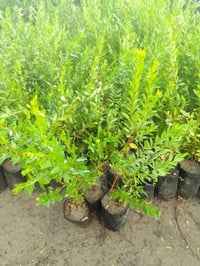 ٦ شتلات ياس عراقي ب٥ التوصيل داخل بغداد فقط  للطلب٠٧٧٦٢٣١٦٥٠٢ واتساب