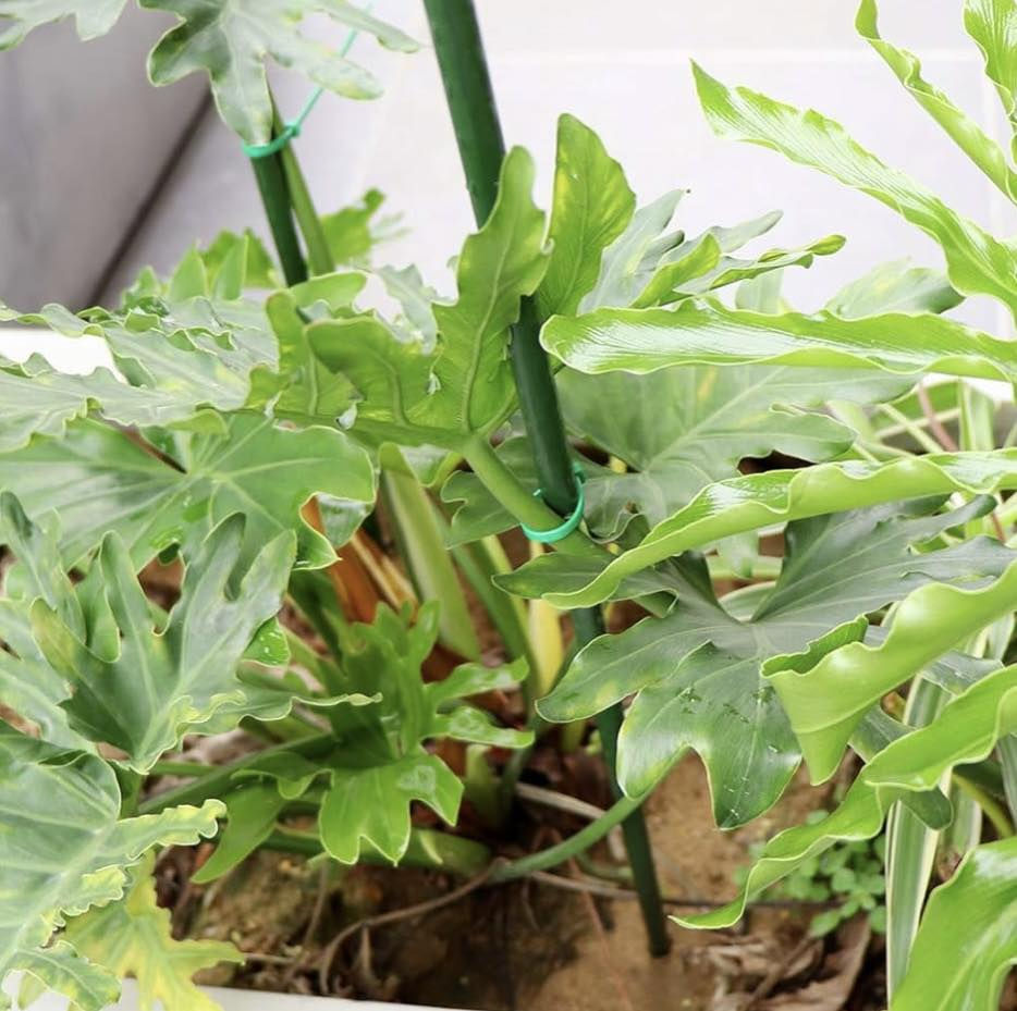أوتاد زرع
*********** 
متوفر توصيل
