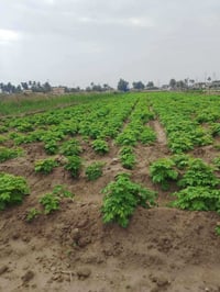 الموقع: اليوسفية - القصر الأوسط. ✨ أبرز المميزات: ​المساحة:  ( متوفر ع...