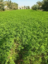 برسيم • ٣دونم ونص • قضاء النصر