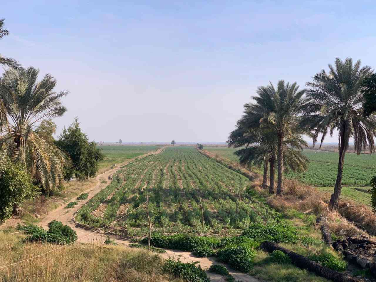 اللهم صل على محمد وآل محمد
أرض زراعيه المساحه 9 دوانم  طابو زراعي سند 25 في واسط قضاء العزيزيه الدير الاوسط تبعد عن طريق بغداد كوت مسافه 3كم متوفر بيهه كافه الخدمات كهرباء ماء اساله ماء سقي  ماطور مجاز أرض زميجيه  تصلح بستان  او حقول دواجن او حقول عجول الاستفسار الاتصال على رقم ***********

