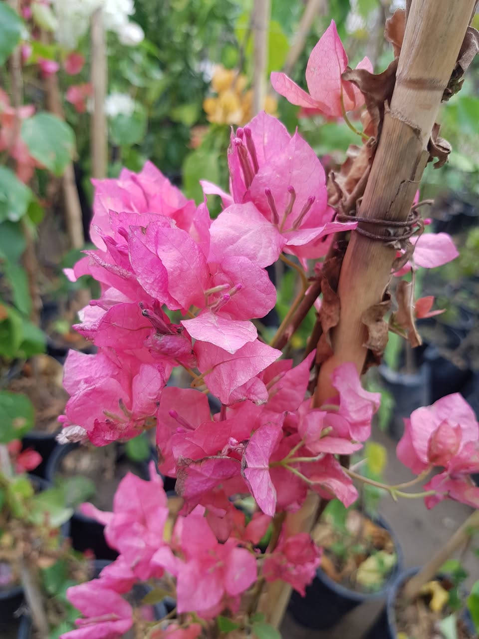 جهنمي خمسة درجات لونية 
السعر 5 الاف للكبير و3 الاف للوسط


**إذا كنت صاحب هذا الإعلان وتريد حذفه لأي سبب، رجاءا أرسل رسالة إلى الدعم الفني**