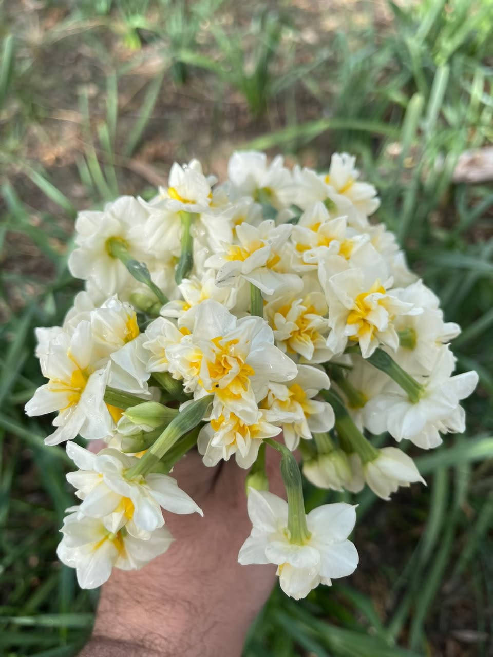 > "شمسنا ما ترحم! ☀️ بس الكومبوست يعرف شلون يبرد على قلب نباتاتك. بمزرعة الربيع العضوية، ننتج كومبوست عالي المسامية يشتغل مثل الإسفنجة؛ يحفظ الرطوبة بالعمق ويخلي حديقتك خضراء حتى بتموز وآب."
>
>  
 *    
   #النجف #الكوفة #زراعة_عضوية #مزرعة_الربيع #مشاريع_عراقية #سماد_طبيعي #حدائق_النجف


**إذا كنت صاحب هذا الإعلان وتريد حذفه لأي سبب، رجاءا أرسل رسالة إلى الدعم الفني**