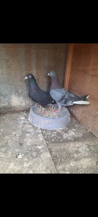 حمام للبيع • ٣ أزواج • بصرة
